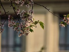 -武汉大学-樱园