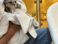 -momokira米努特·德文卷毛猫·棉花面纱犬