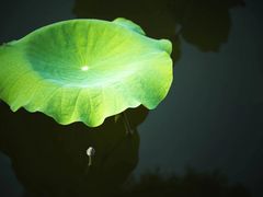 -黄兴公园