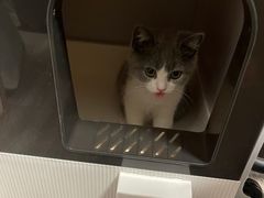 -翊宠yipet猫狗购宠庄园犬舍•猫舍