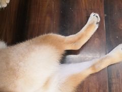-豆柴町-柴犬主题狗咖(红鼎国际C座店)