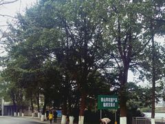 -铁山坪森林公园