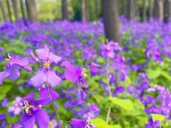 -上海共青森林公园