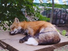 -宫城藏王狐狸村