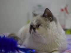 -伟伟宠物医院·瑞派猫友好医院·猫科(光谷店)