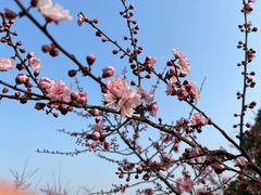 -上海滨江森林公园