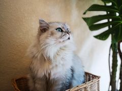 -猫友咖啡店(玉林西路店)