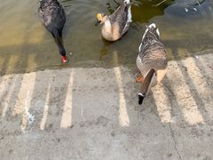 -北京鹿世界主题园