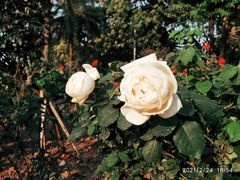 -文华公园(禅城区)