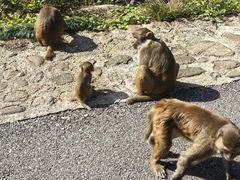 -姑婆山旅游区
