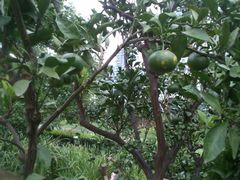 白塘生态植物园&nbsp;(10)-白塘生态植物园