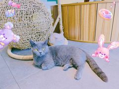 -飞行喵MR PILOT|猫舍·猫咖(静安大融城店)