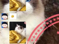-Bastet sally猫舍购宠(静安店)