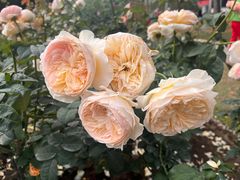 -人民公园(罗湖区)