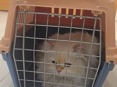 -艾贝尔宠物医院·24H转诊中心·肿瘤猫专科(江宁双龙店)