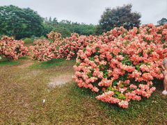 -中国科学院西双版纳热带植物园