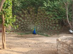 -石家庄市动物园