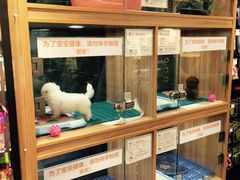 -宠小格时尚宠物生活馆(唐镇店)