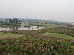 -空港花田景区