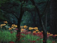 -杭州植物园