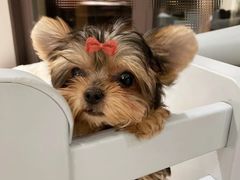 -momokira米努特·德文卷毛猫·棉花面纱犬