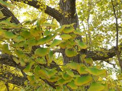 景点-遵化市禅林寺古银杏风景园