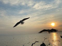 -深圳湾公园(南山区)