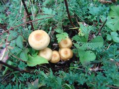 -黑河国家森林公园