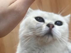 -是阿柴呀！柴犬咖啡·爱喵喵猫咖
