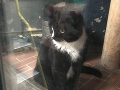 -猫咪博物馆(顶澳仔猫街店)