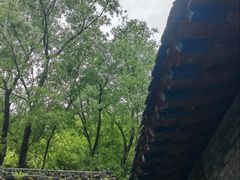 -王顺山国家森林公园