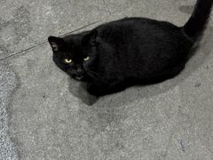 -铁锅哥米线