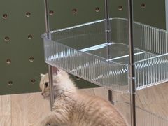 -babydoll猫舍·米努特·德文·缅因(久光中心店)