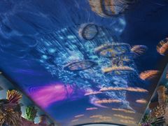 -珠海长隆海洋王国