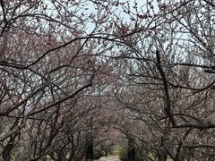 -香雪海