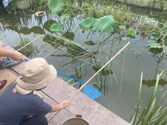 -同銮特种养殖场·龙虾垂钓