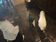 -西双版纳融创皇冠假日度假酒店