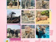 -上海野生动物园