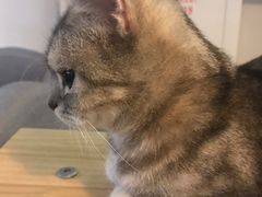 -吉丁鸟咖·异宠·寄养