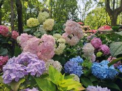 -上海共青森林公园