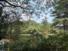 -上海共青森林公园