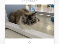 -喵的天空名猫咖啡馆·撸猫·猫舍·用品