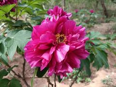 -北京西山国家森林公园