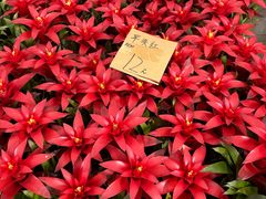 -龙大花卉苗木市场