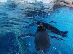 -海合安青岛极地海洋公园