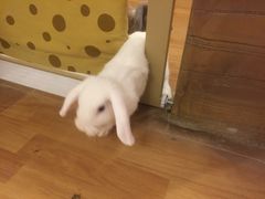 -猫猫幼稚园·撸猫·桌游·电玩