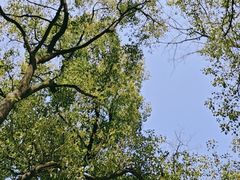 -上海共青森林公园