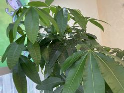 -苗医生专业祛痘·皮肤管理