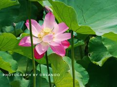 -四川大学(华西校区)