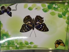 -上海昆虫博物馆